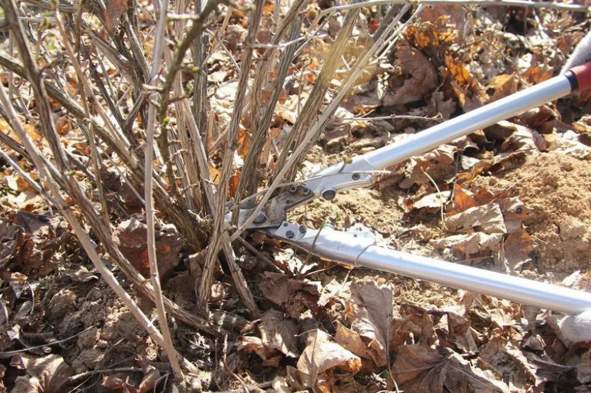 Класична обрізка агрусу