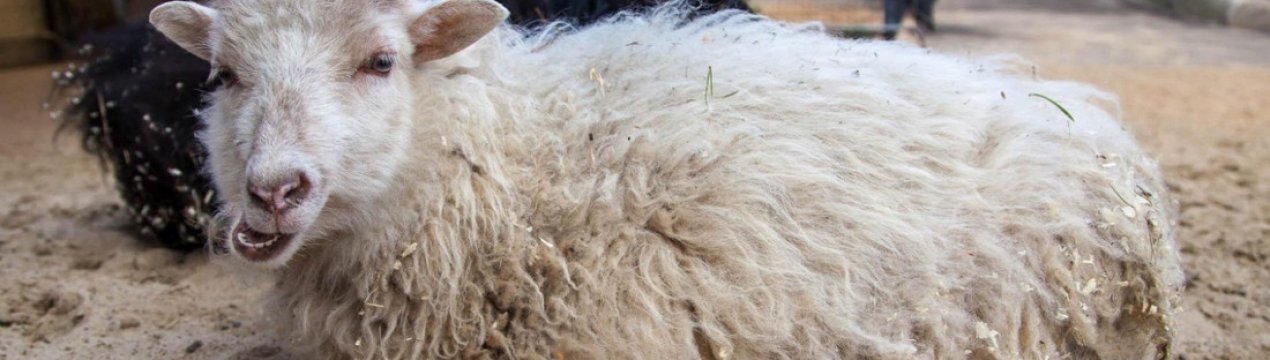 Карликові декоративні вівці Вессент: особливості розведення