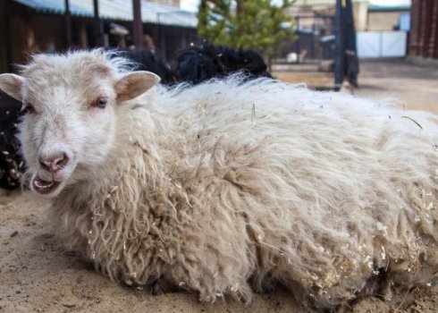 Карликові декоративні вівці Вессент: особливості розведення