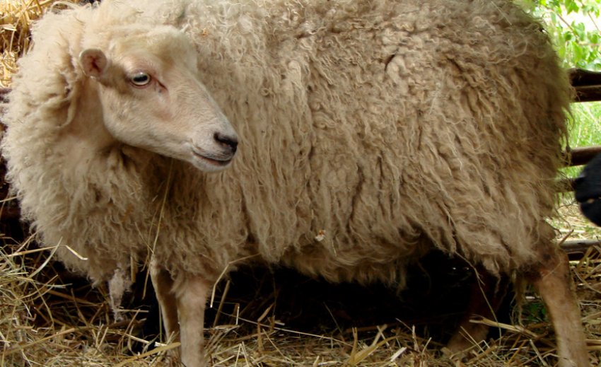 Карликова вівця Вессент