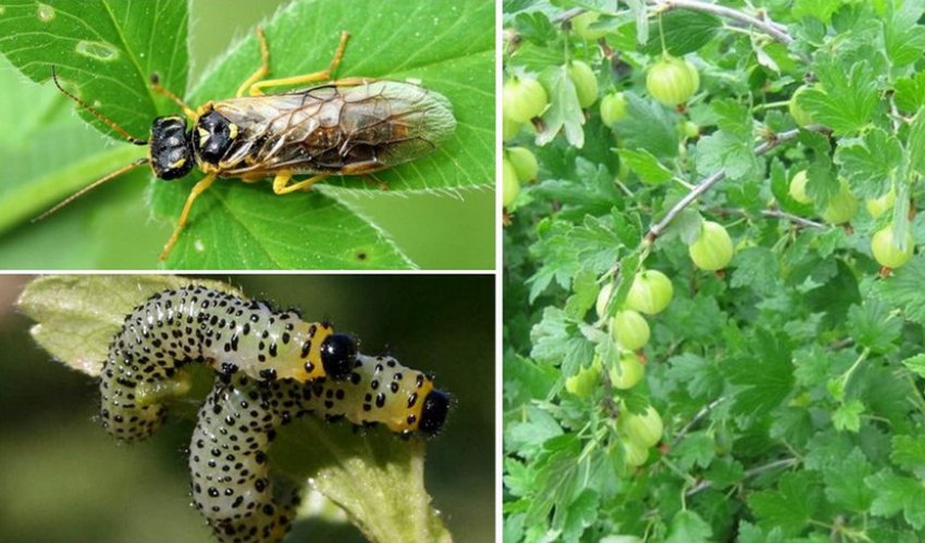 Пильщик на аґрусі