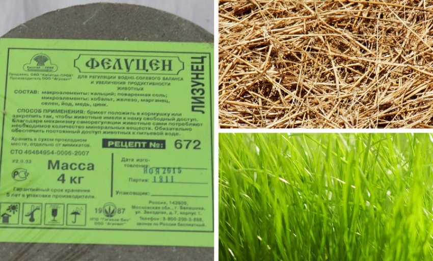 Харчування овець