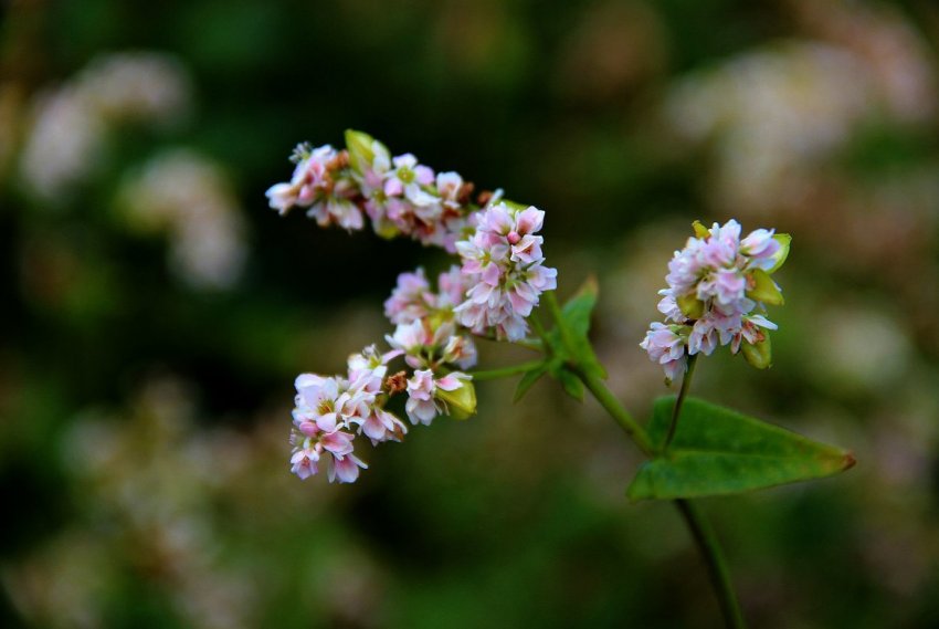Україні очікується неминуче подорожчання гречки Україні очікується неминуче подорожчання гречки