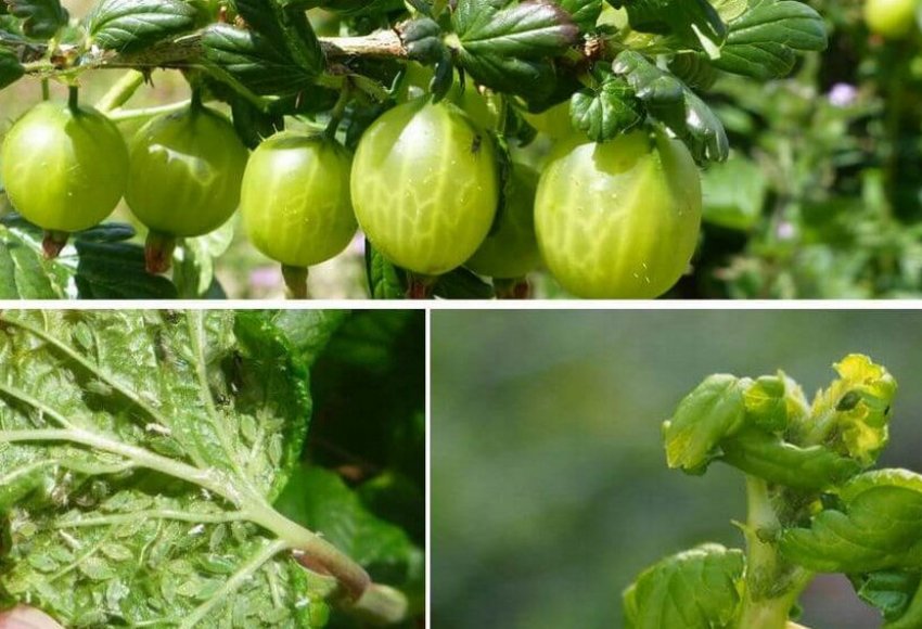 Попелиця на аґрусі