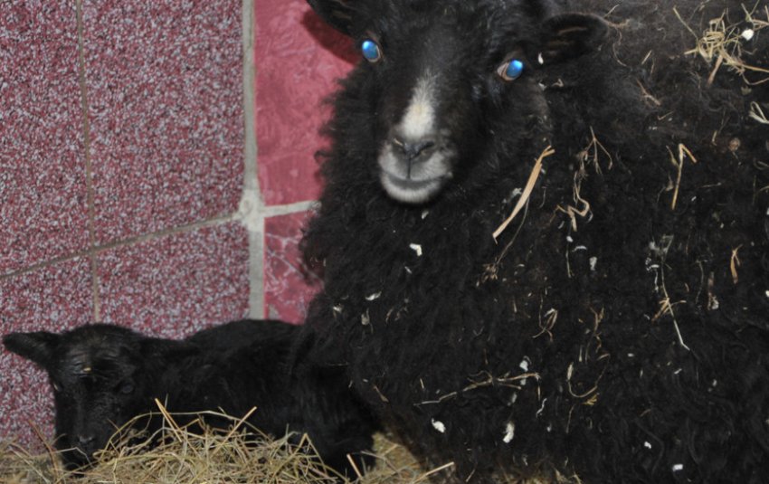 Карликова вівця з ягням