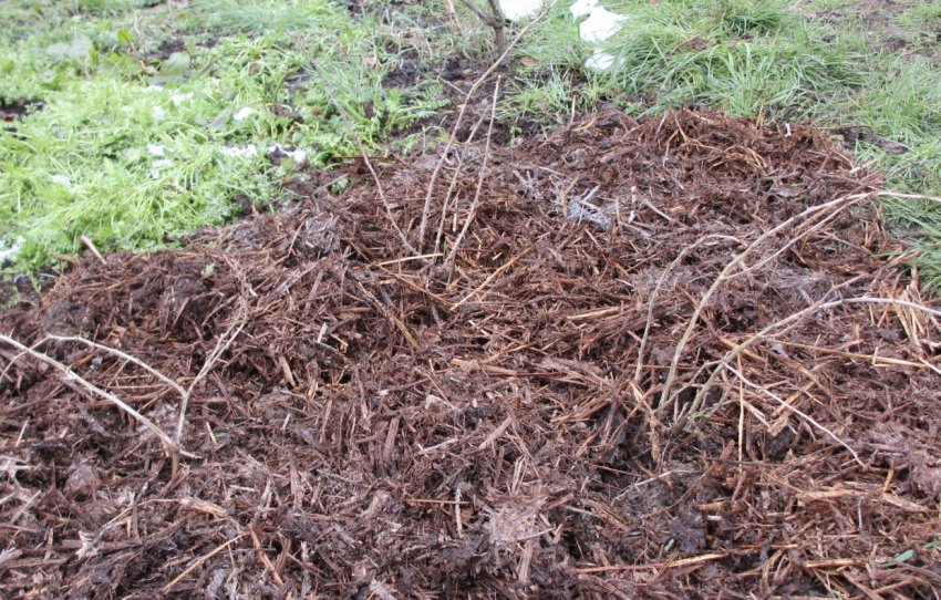 Мульчування агрусу