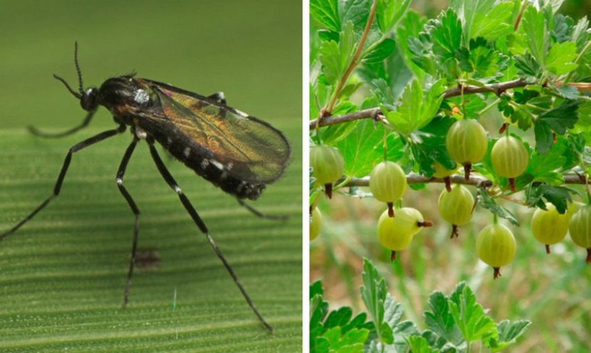 Галиця на аґрусі