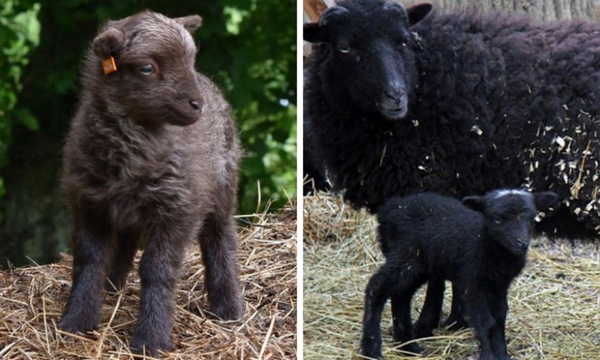 Ягнята породи Уессент