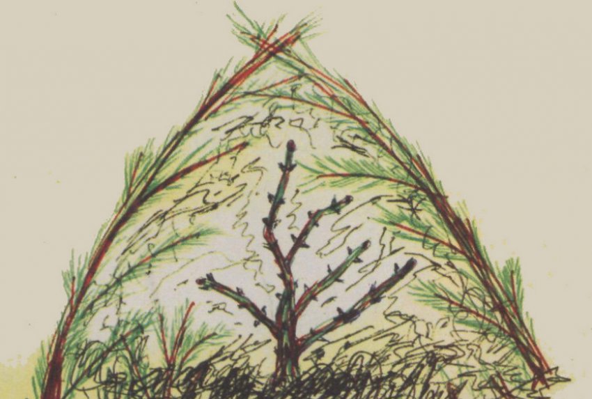 Укриття агрусу на зиму