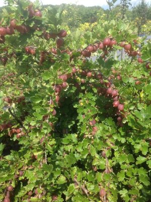 Кущ аґрусу сорти Орлятко