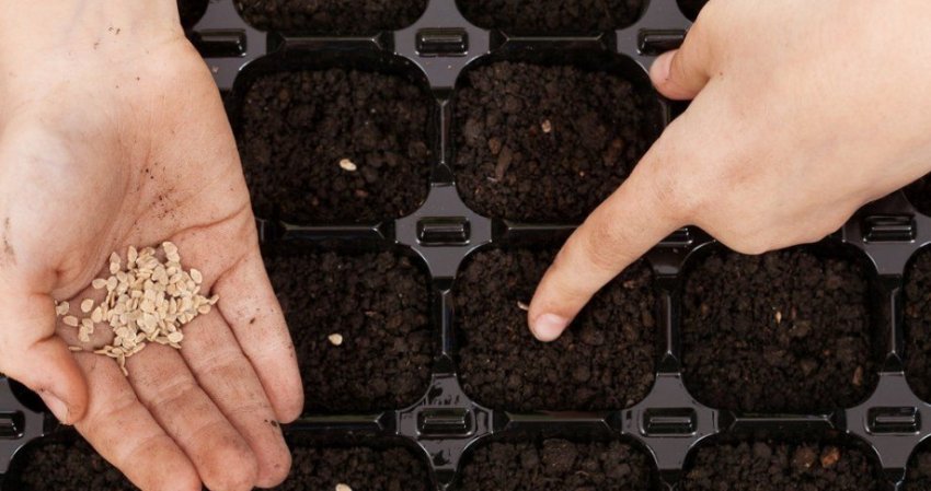 Посів помідорів на розсаду Посів помідорів на розсаду