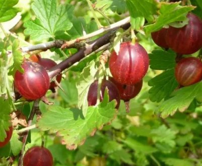 Слабошиповатый агрус Сіянець сорту Лефора: зовнішній вигляд, опис