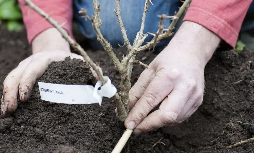 Посадка агрусу