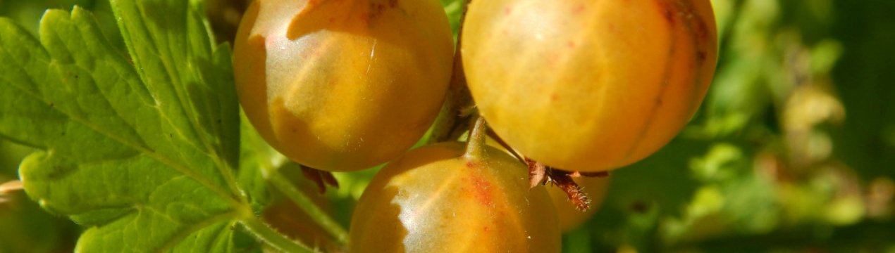 Агрус Алтайський номерний: характеристика, особливості вирощування і розмноження