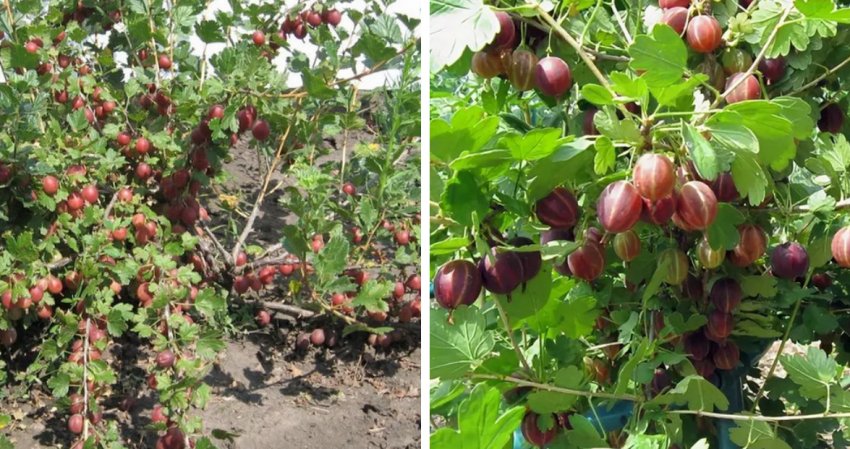 Агрус Сіянець Лефора Агрус Сіянець Лефора