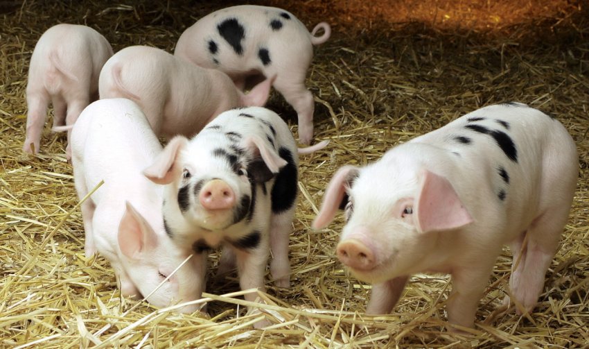 Ростовським скотарям покриють витрати за африканської чуми свиней