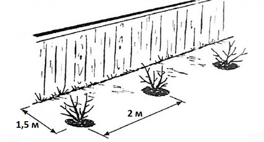 Схема посадки кущів аґрусу
