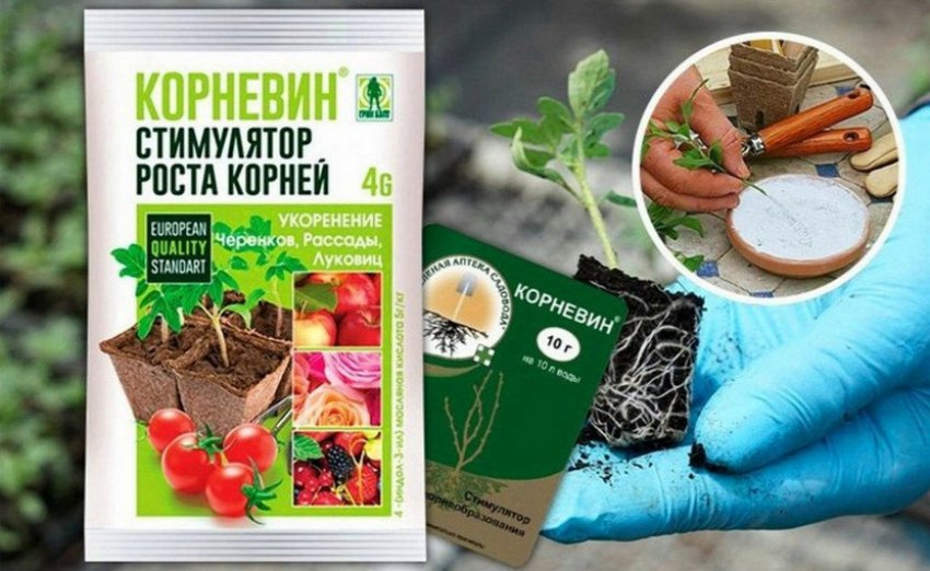 Корневін для стимуляції росту коренів