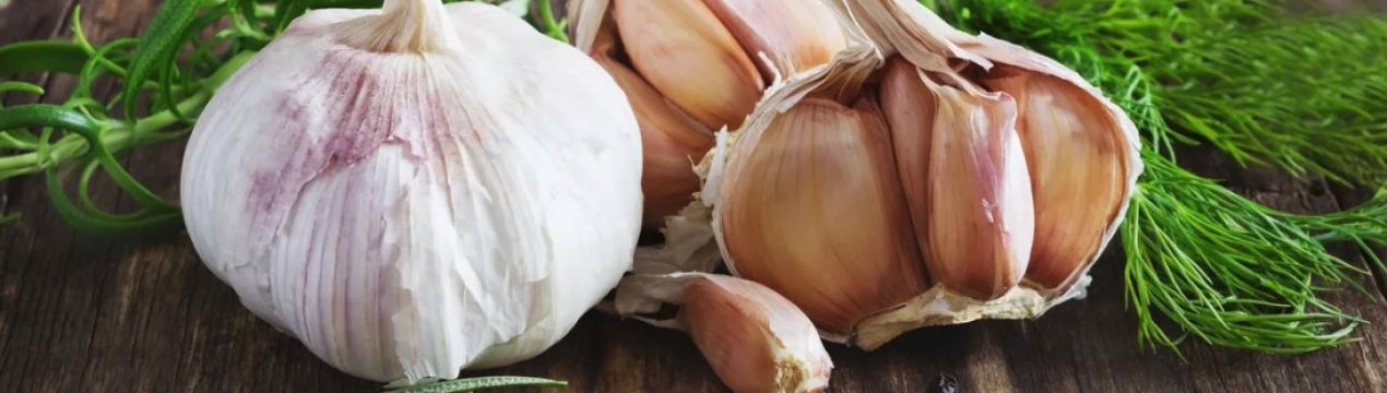 Збір врожаю нового сорти часнику української селекції почнеться через 5 днів