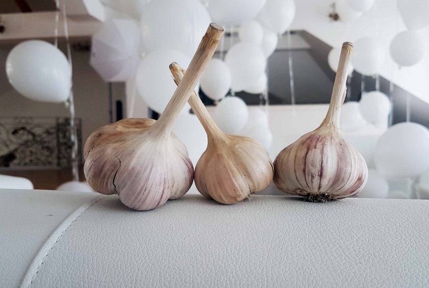 Збір врожаю нового сорти часнику української селекції почнеться через 5 днів Збір врожаю нового сорти часнику української селекції почнеться через 5 днів