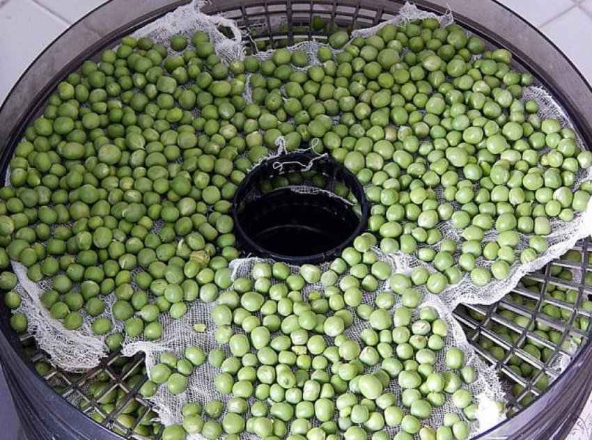 Сушка гороху Сушка гороху