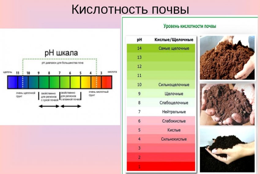 Опрыскивание смородины содой пищевой отзывы. . Опрыскивание смородины содой пищевой отзывы фото. Опрыскивание смородины содой пищевой отзывы-. картинка Опрыскивание смородины содой пищевой отзывы. картинка . Добрый день, мой читатель. Весной, после схода снега, деревья и плодовые кустарники требуют обработки. С наступлением теплых дней просыпаются не только зеленые насаждения, но и вредители, и болезнетворные бактерии.