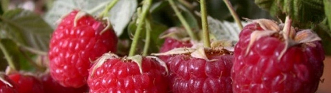 Малина мираж описание сорта фото видео. . Малина мираж описание сорта фото видео фото. Малина мираж описание сорта фото видео-. картинка Малина мираж описание сорта фото видео. картинка . Малина «Мираж» относится к крупноплодным среднепоздним сортам, выведенным специалистами Всероссийского селекционно-технологического института садоводства и питомниководства. Сорт пригоден для интенсивной технологии возделывания как в промышленных масштабах, так и при выращивании мелкими фермерскими хозяйствами.