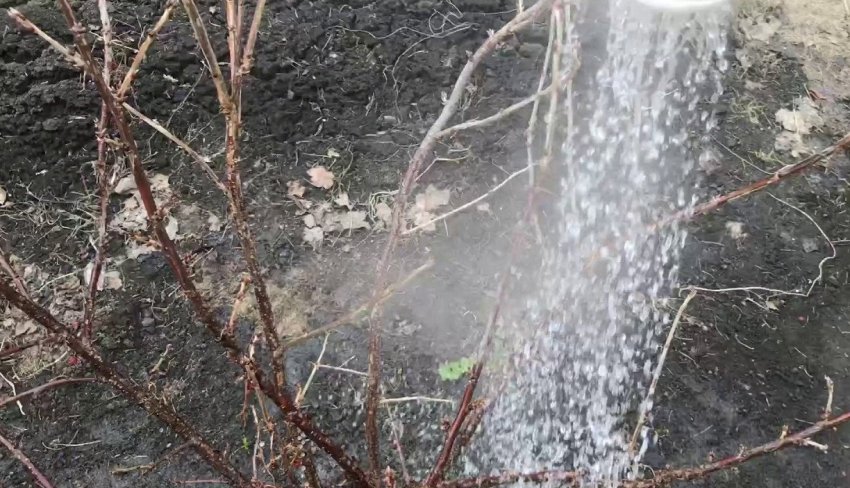 Обприскування кущів аґрусу окропом