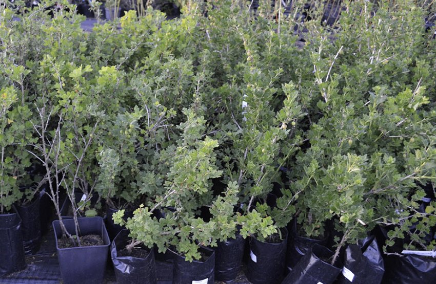 Саджанці агрусу