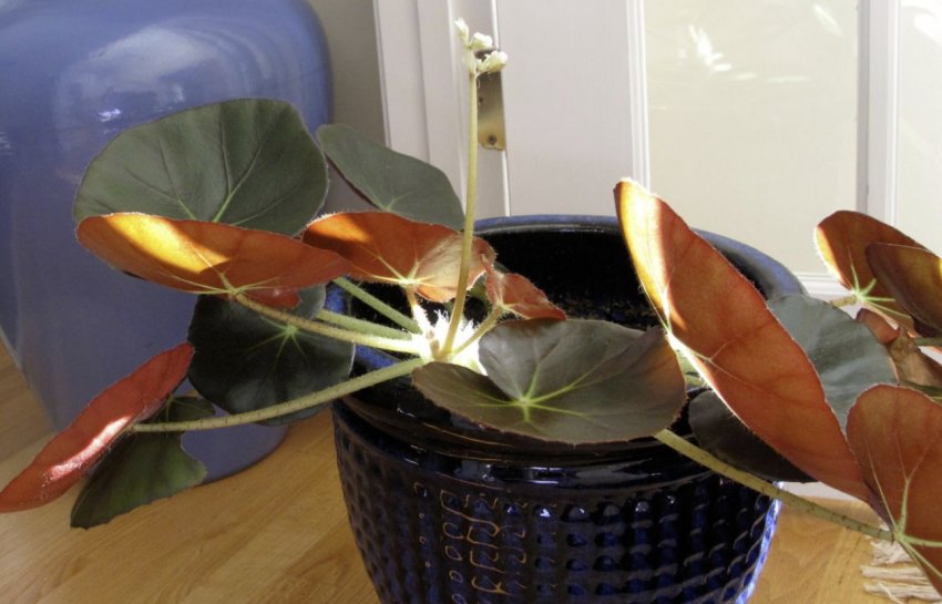 Бегонія краснолістная Бегонія краснолістная