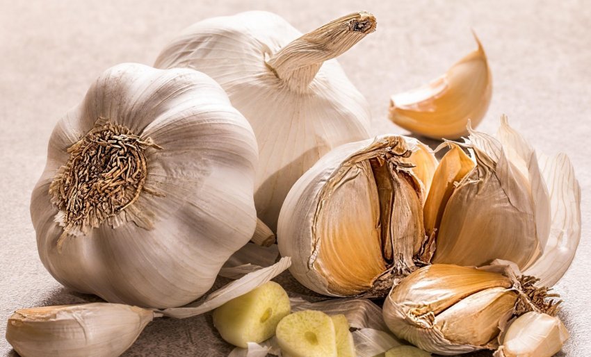 Збір врожаю нового сорти часнику української селекції почнеться через 5 днів Збір врожаю нового сорти часнику української селекції почнеться через 5 днів