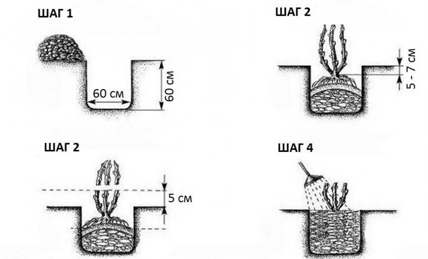 Схема посадки агрусу