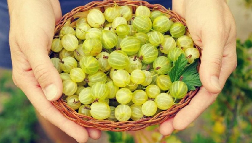 Збір агрусу