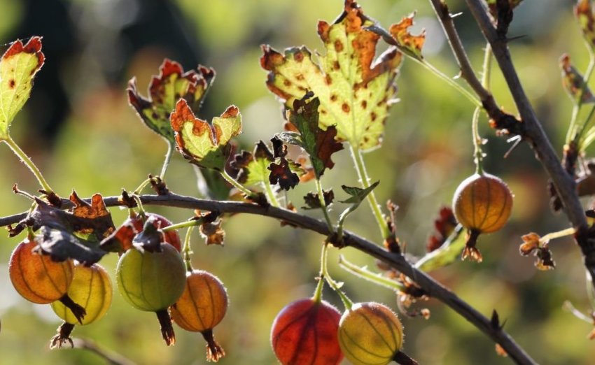 Іржа на аґрусі