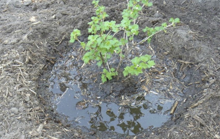 Полив агрусу