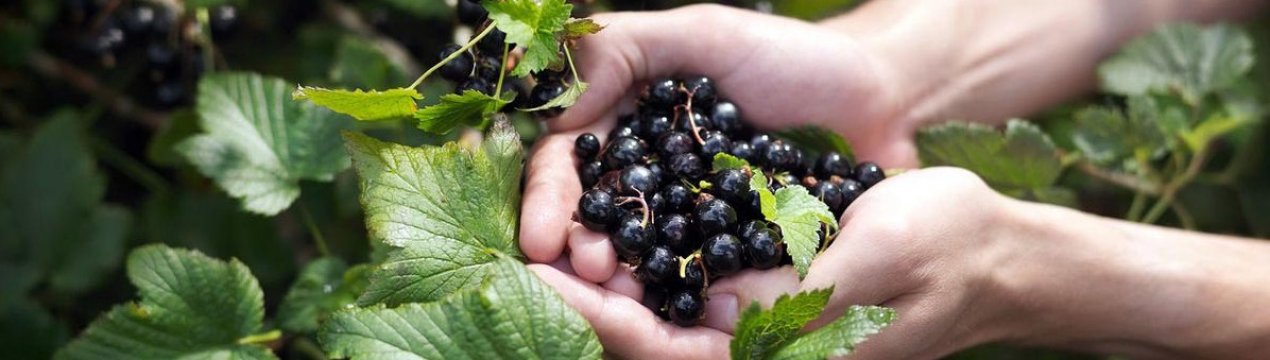 Опрыскивание смородины содой пищевой отзывы. . Опрыскивание смородины содой пищевой отзывы фото. Опрыскивание смородины содой пищевой отзывы-. картинка Опрыскивание смородины содой пищевой отзывы. картинка . Добрый день, мой читатель. Весной, после схода снега, деревья и плодовые кустарники требуют обработки. С наступлением теплых дней просыпаются не только зеленые насаждения, но и вредители, и болезнетворные бактерии.