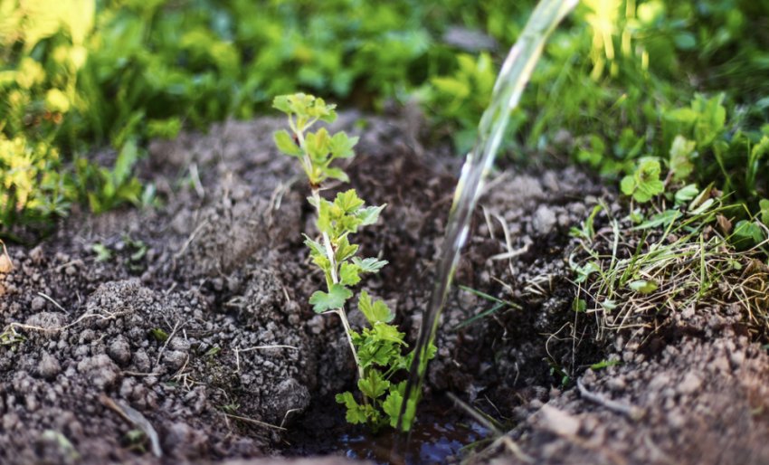 Полив агрусу розчином сечовини