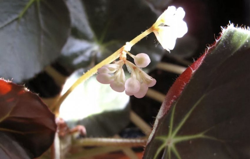 Begonia erythrophylla Begonia erythrophylla