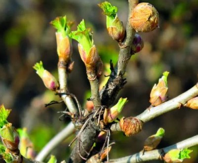 Користь порічкових нирок