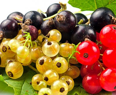 Смородина при грудному вигодовуванні