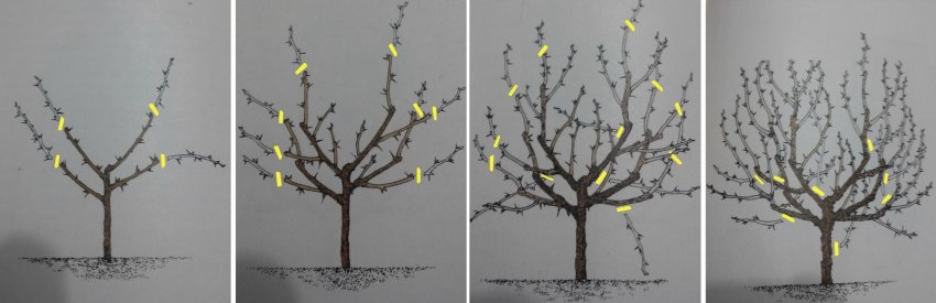 Схема обрізки агрусу штамбовым способом