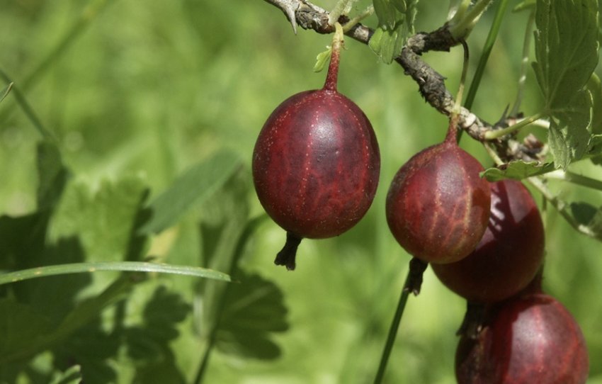 Недозрілі ягоди агрусу Орлятко