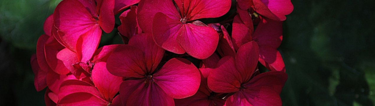 Чому жовтіє листя герані в домашніх умовах?