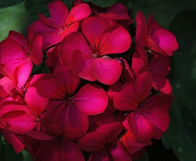 Чому жовтіє листя герані в домашніх умовах?