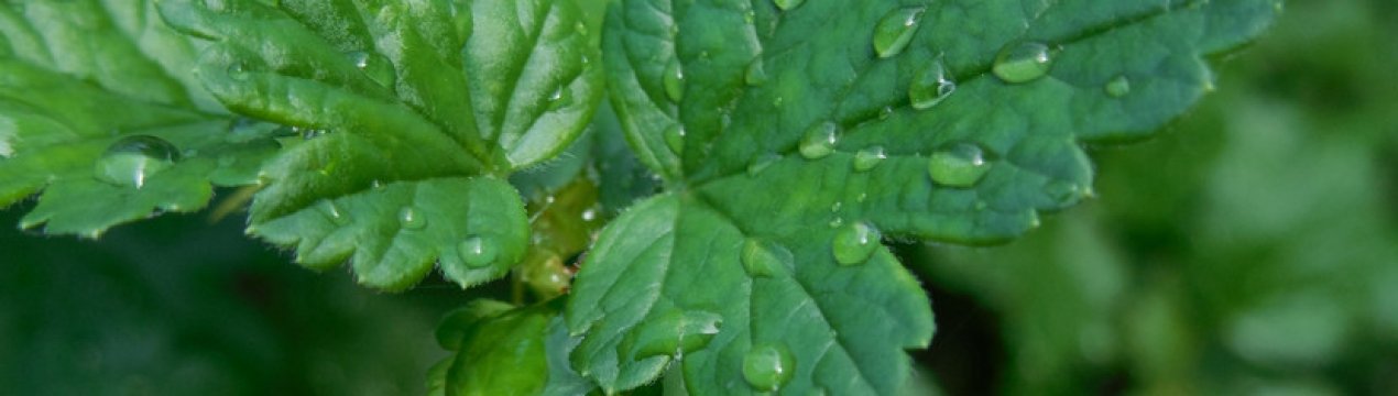 Агрус Золотистий: характеристика, особливості вирощування, розмноження