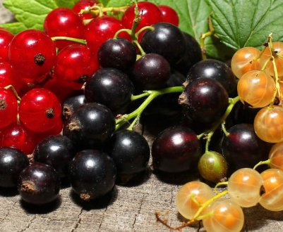 Посадка смородини у відкритому грунті