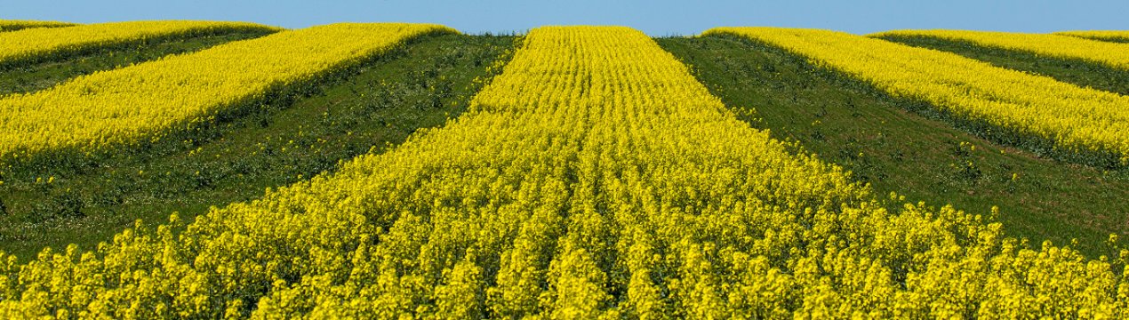 На українських полях поспів рекордний урожай ріпаку