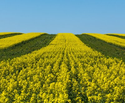 На українських полях поспів рекордний урожай ріпаку