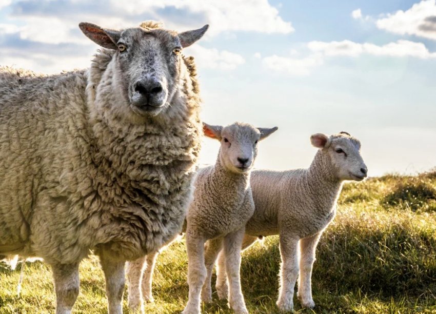 Карпатські фермери просять Верховну Раду прийняти закон про розвиток вівчарства Карпатські фермери просять Верховну Раду прийняти закон про розвиток вівчарства