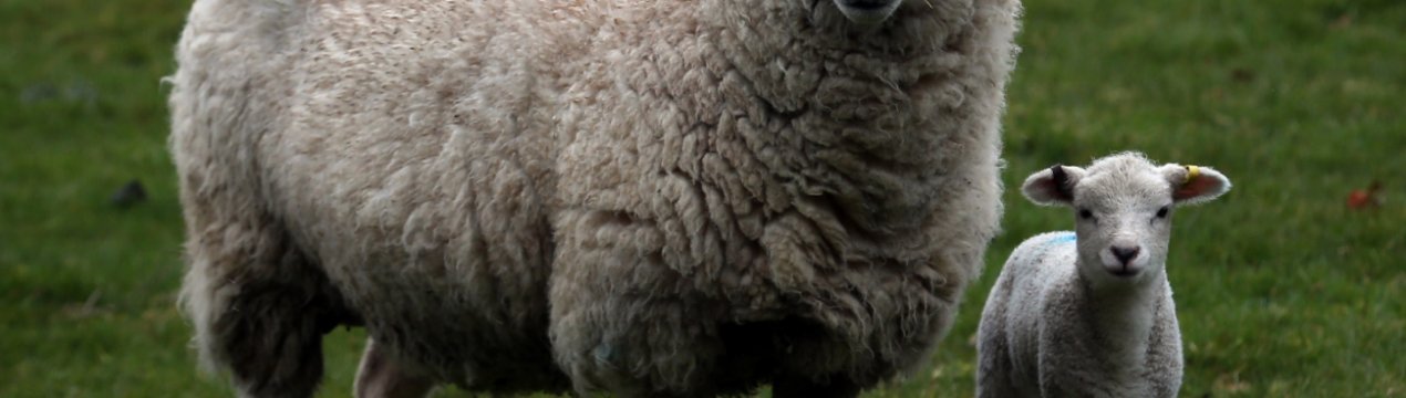 Карпатські фермери просять Верховну Раду прийняти закон про розвиток вівчарства